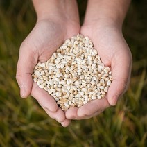 국산 홍화자(홍화씨) 200gX2 홍아씨 차 건조 말린 약초 국내산 한방, 12YY_국산 홍화자(홍화씨) 200g X 2