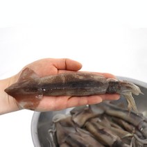 오징어통찜 총알 초코오징어 1kg, 초코오징어 1kg(5-6미)