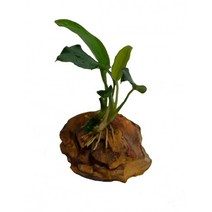 나나 미니황호석 활착(아누비아스나나 음성수초 초보자수초)