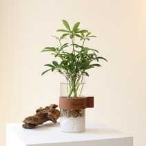 천연가습 수경재배식물 3종 몬스테라 스파트필름 홍콩야자 홀더유리병, 2. 홍콩야자 브라운 홀더 유리병