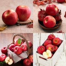 부사 청송 사과 5KG 18 20과 특 부사사과 사과가격