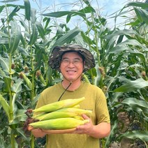 강원도 찰 옥수수 당일수확 산지발송 미백 찰옥수수 비그린몰, 강원도 찰옥수수 10개입