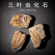 삼엽충 화석 암모나이트 수집 천연 고생물 장식품, S086
