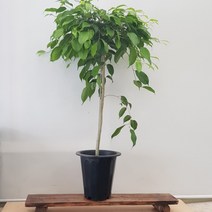 [용이네 화원] 늘어짐이 멋스러운 공기정화 식물 킹벤자민 대형 490 화원 농원, 1개