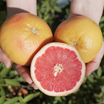 과즙 팡팡 레드 자몽 5과 / 10과, 자몽 10과 (개당 300g 내외)