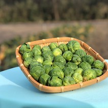 제주 미니 방울 양배추 신선한 농가배송 방울 양배추, 방울 양배추 500g 1팩