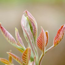 [충북농원] 참죽나무 묘목 - 실생3년생특묘, 단품