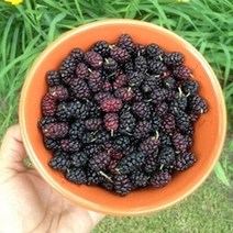 오디차 전통차 20티백 상심자차 오디 효능, 20T, 6g