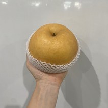 나주배 전남권 신고배 선물용 가정용 5kg, 신고배(11~13과)