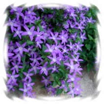 [꽃씨]캄파눌라, 포스키아나 : 약50립, 1개