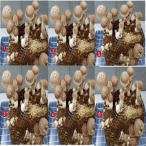 사각 표고버섯 키우기 6세트 배지 표고목 참나무 배양 키트 무농약 재배 종균 무농약 친환경 농장 집에서 아이와함께 버섯 기르기 놀이방 어린이집 유치원 체험학습 대량주문문의상담 키드, 배지 6개