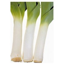 아시아종묘 풋마늘씨앗종자 풋마늘 리이크 (10g), 선택완료, 단품없음