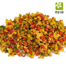 총명식품 노박덩굴열매 100g, 1개