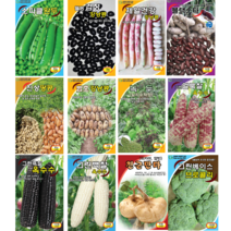 그린하트 스파클 완두콩 웰빙 검정 흰 제일 건강 범호 블랙스타 강낭콩 진상 흑 땅콩 녹두 그린 얼룩찰 흑찰 백찰 옥수수 천군만마 히카마 얌빈 베이스 브로콜리 씨앗 종자, 그린얼룩찰옥수수 100립