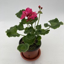 그린플랜트 꽃화분 꽃있는 식물 (색상품종랜덤), 페라고늄