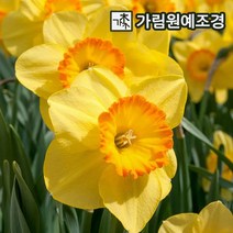수선화 구근 17종 5구세트 2023년 신상품 가림원예조경, 델리베스(5구세트)