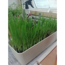 고양이 캣글라스 귀리씨앗 60g