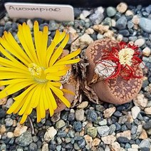 분홍 아우캠피에 리톱스 꽃 다육이 키우기 탈피 다육240