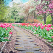 한련화 루피너스 제충국 베르가못 천일홍 백일홍 봉숭아 꽃양귀비 세이지 델피니움 물망초 금화규 봄 가을 꽃 씨 씨앗, 겹꽃 채송화