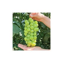 고당도 샤인머스켓 2kg 3-4수 가정용, 단일옵션