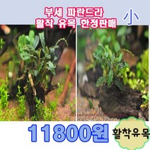 부세 파란드라 활착유목 고급수초, 중