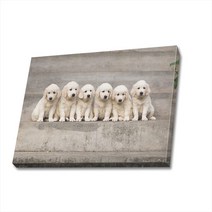 귀여운 강아지 사진 캔버스액자 (고객님 강아지 사진으로도 제작 가능합니다), DOG22