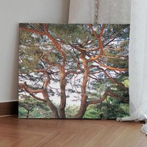 캔버스액자53x45.5 높이솟은소나무.꾸밈