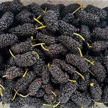 22년 고창 토종 냉동 오디 1kg (트레이), 단일옵션