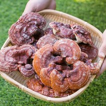 블리스마트 국산 영지버섯 200g