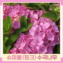수국나무 묘목 지속개화수국 정원수국 엔들레스썸머 슈퍼볼 로즈(핑크) 15cm포트묘 1개