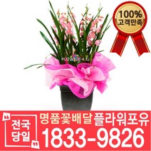 심비디움 겨울종 서양난 서양란 동양난 동양란 승진축하 인사이동 개업 선물 꽃배달 개업화분