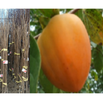 (성실D)야오끼 개량대봉 감나무묘목 접목1년 1그루