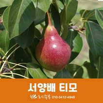 서양배/티모/접목/1년/4주/묘목/과일나무/도시농부