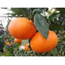 레드향 3kg 가정용 17내외 한라산레드향 천혜향 황금향 한라봉 레드키위 용과 비트, 상세페이지 참조