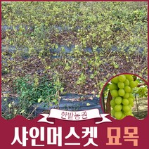 포도나무 묘목 1년생 캠벨 샤인머스켓 자옥 MBA 머루 산머루 거봉