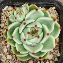 다육식물(블루드레곤) 랜덤, 1개