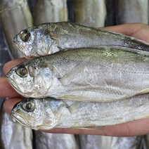 제주도 참조기 1.1KG 12미/20미내외 제철 조기, 로얄 참조기 1.1KG 12미 내외.