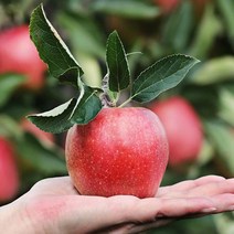 영화농산 10kg 사과유명한곳 꿀사과 농장 영화농산 사과 10kg 사과유명한곳 청송사과, 상품선택, 선물용(32과) 10kg