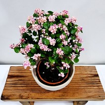 꽃나무팜 아악무 핑크 중소품 외목대 은행목 핑크아악무 사랑목 칼라아악무 다육식물 금과옥 토분별도