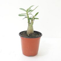 석화(소) 미니바오밥나무라 불리는 사막의장미 석화나무키우기석화 석화나무 바오밥나무 사막의장미 집에서키우기쉬운식물 그늘에서잘자라는식물 음지식물 공기청정식물 실내공기정화식물 집에서키우는식물 집이건조할때 습도올리기
