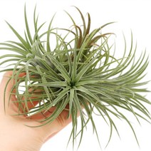 실내공기정화식물 틸란드시아 이오난사 디시디아 행잉플랜트, 02.이오난사 크럼프, 01.틸란드시아