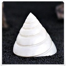 소라장식 어항 수조 꾸미기 조형물