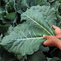 친환경 유기농 케일 5kg 3kg 2kg 1kg, 유기농 케일 3kg내외 (즙용), 1박스
