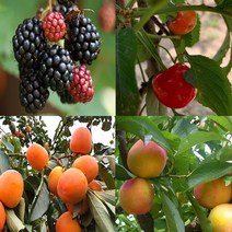 우수한 유실수(과일나무) 묘목-나무의 모든것, 4.사과나무묘목(시나노골드)이중접목묘 중묘