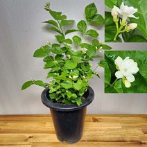 함박자스민 화분 중품 40-60cm, 1개