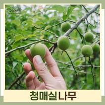 매실나무 묘목 청매실 접목1년생 뿌리묘 5개