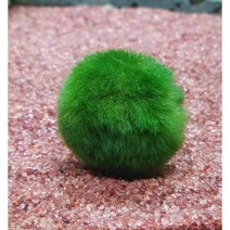 (활착용) 프리미엄 모스 음성 수초 키우기 초보 치어 치비 구피 새우 은신처 어항 꾸미기