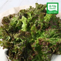 [산지직송] 충주 유기농 적상추 600g, 단품