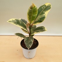 [용이네 화원] 알록이 수채화 고무나무 090 농원, 1개