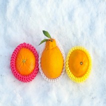 [설선물] 레드향 써니트한라봉 천혜향 3종 선물세트 설선물세트과일, 만감류 3종 선물세트